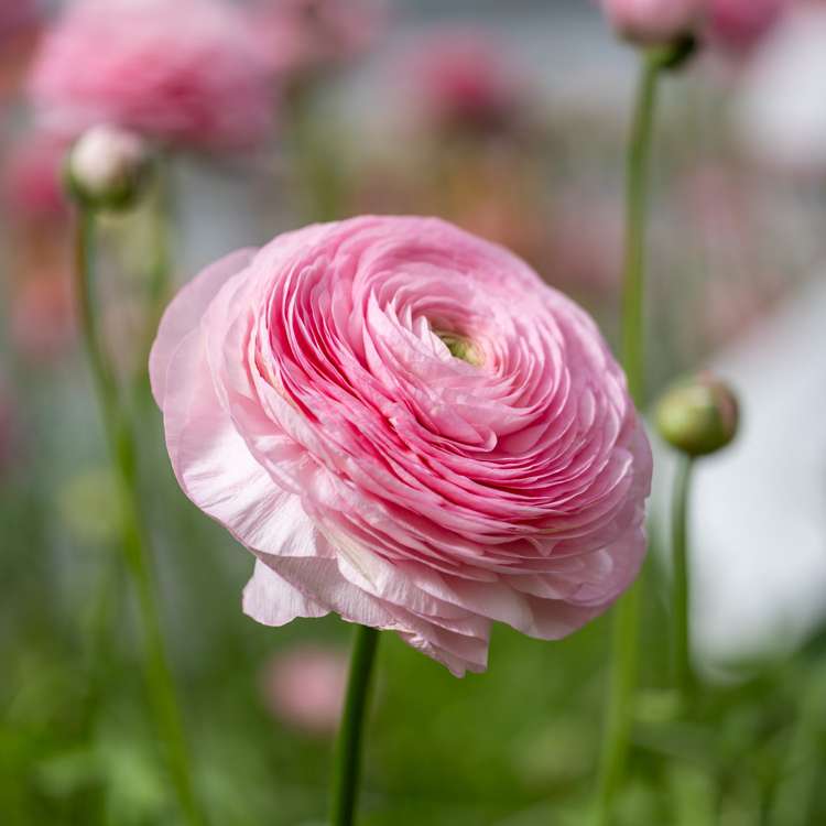 Ranunkel 'Elegance® Rosa Chiaro'